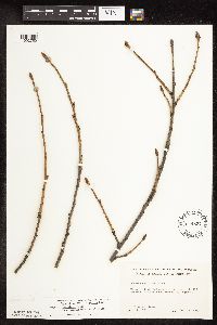 Populus deltoides image