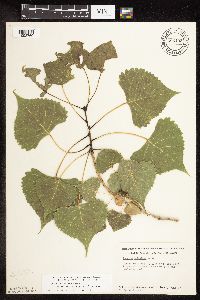 Populus deltoides image