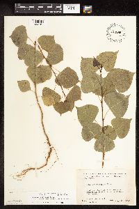 Populus deltoides image