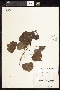 Populus deltoides image