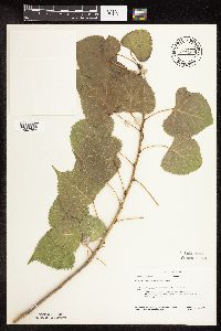 Populus deltoides image