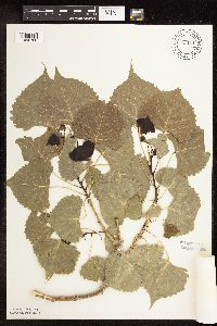 Populus deltoides image
