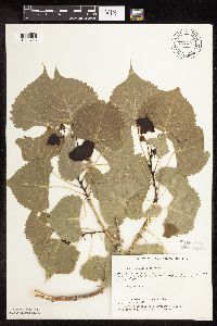 Populus deltoides image