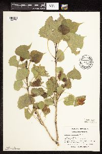 Populus deltoides image
