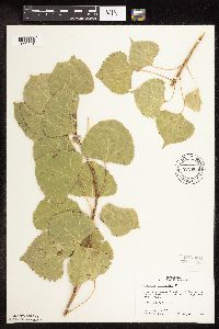 Populus deltoides image