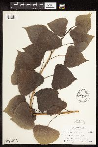 Populus deltoides image