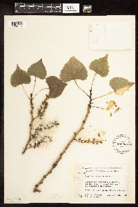 Populus deltoides image