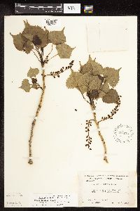 Populus deltoides image