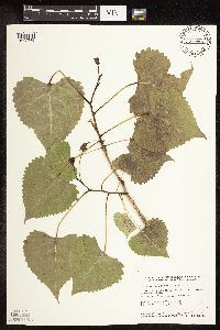 Populus deltoides image