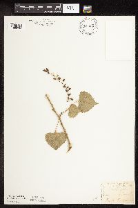 Populus deltoides image