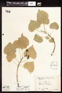 Populus deltoides image