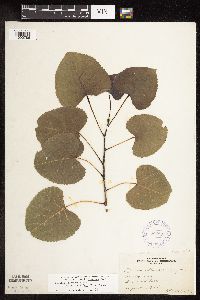 Populus deltoides image