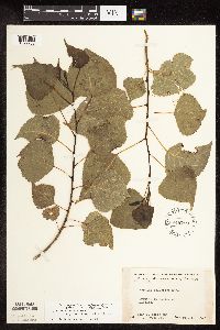 Populus deltoides image