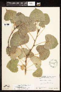 Populus deltoides image