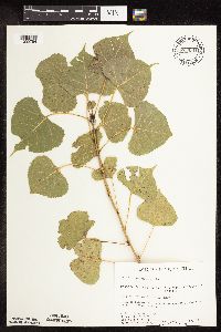 Populus deltoides image