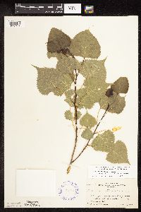 Populus deltoides image
