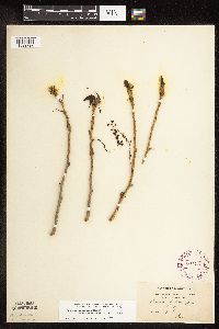 Populus deltoides image