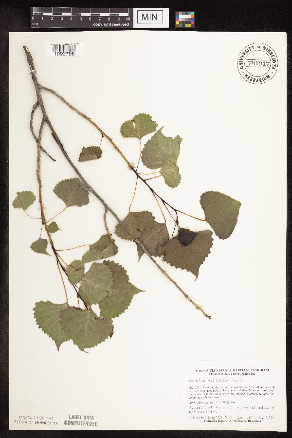Populus deltoides image