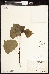 Populus deltoides image