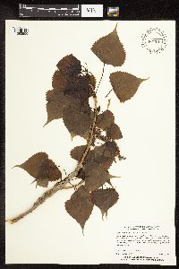 Populus deltoides image