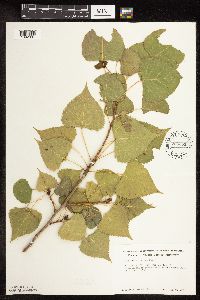 Populus deltoides image
