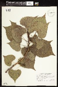 Populus deltoides image