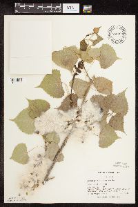 Populus deltoides image