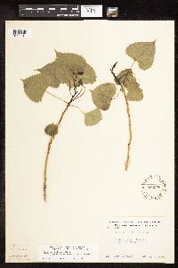 Populus deltoides image