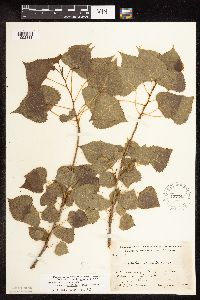 Populus deltoides image