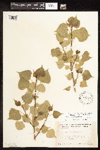 Populus deltoides image