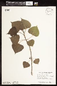 Populus deltoides image