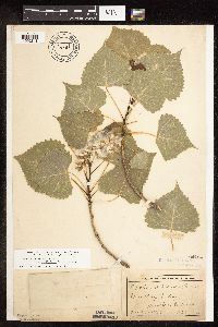 Populus deltoides image