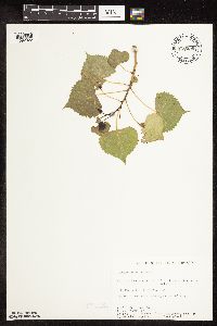 Populus deltoides image