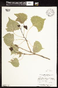 Populus deltoides image