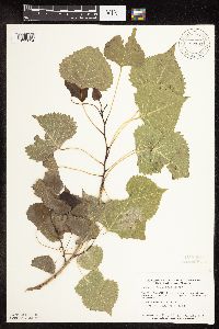 Populus deltoides image