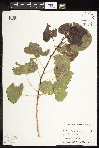Populus deltoides image
