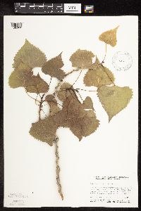 Populus deltoides image