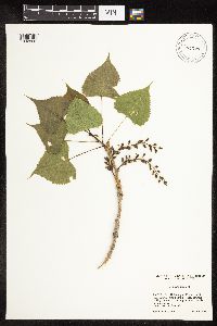 Populus deltoides image