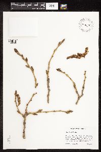 Populus deltoides image