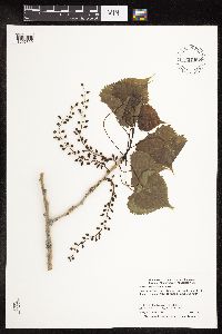 Populus deltoides image