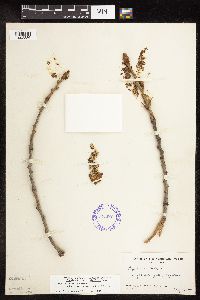 Populus deltoides image