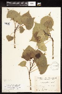 Populus deltoides image