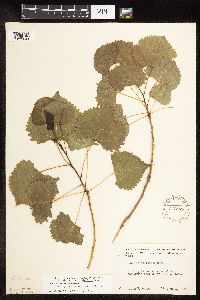 Populus deltoides image