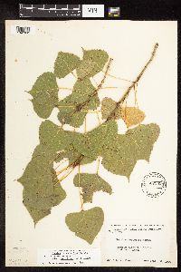 Populus deltoides image
