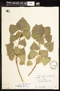 Populus deltoides image