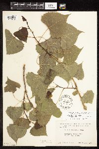 Populus deltoides image