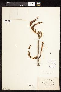 Populus deltoides image