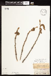 Populus deltoides image