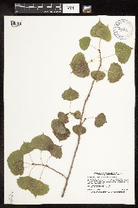 Populus deltoides image