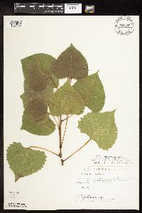 Populus deltoides image